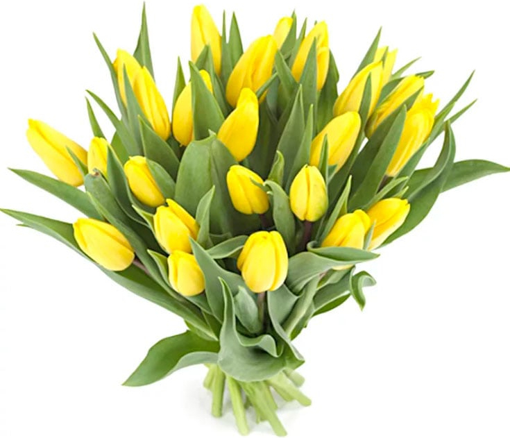 Желтые тюльпаны Желтые тюльпаны